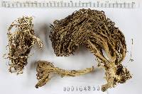 Ramaria concolor image