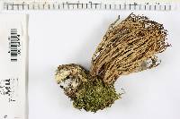 Ramaria stricta image