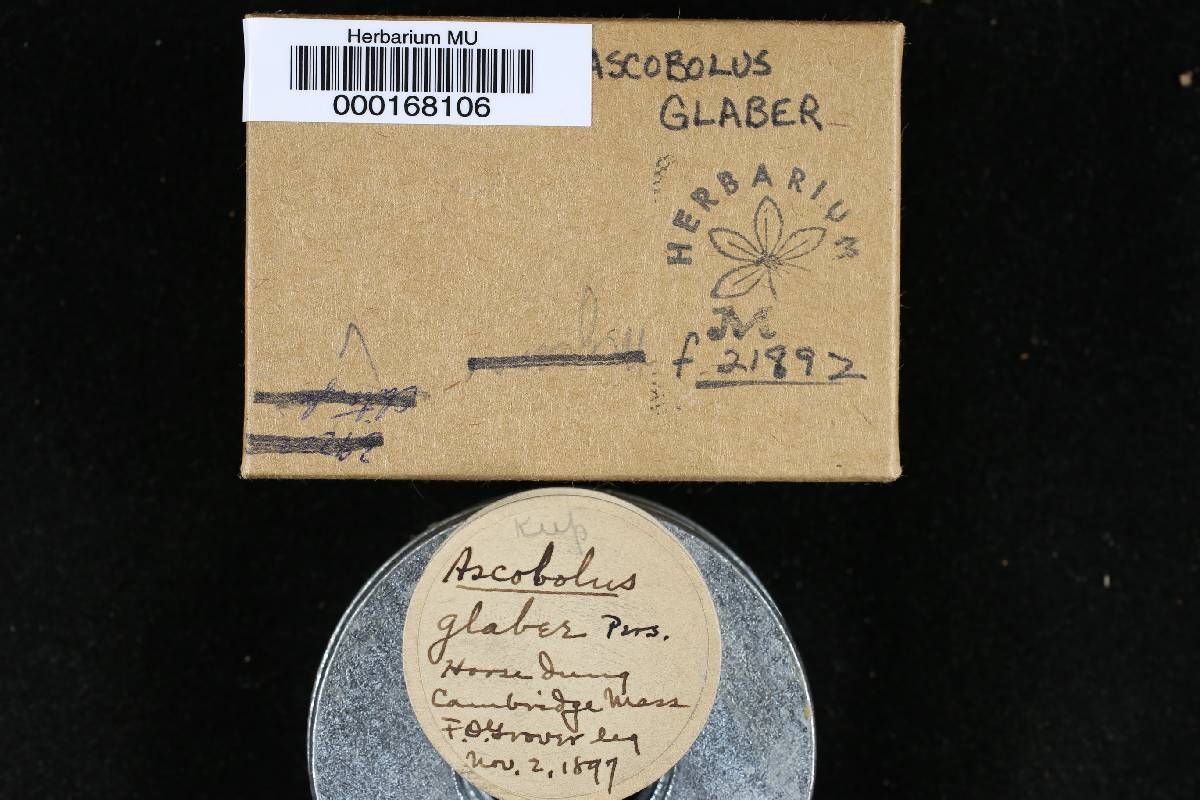 Saccobolus image
