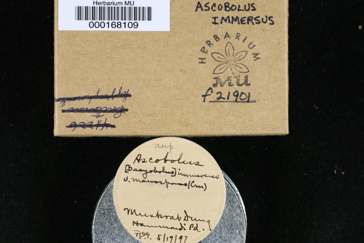 Ascobolus macrosporus image