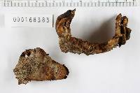 Lentinellus ursinus image