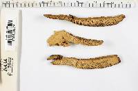 Trametes gibbosa image