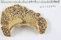 Lenzites elegans image