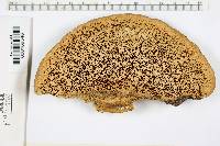 Trametes subacuta image