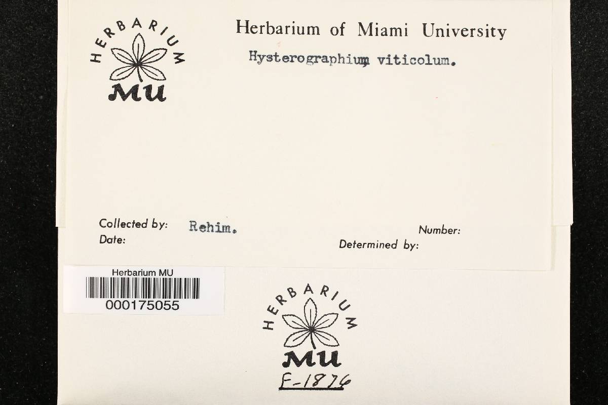 Hysterographium viticola image