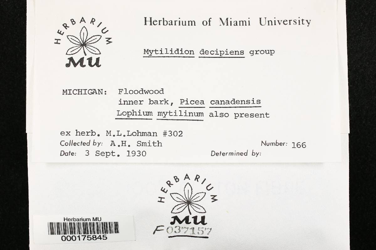 Mytilidion decipiens image