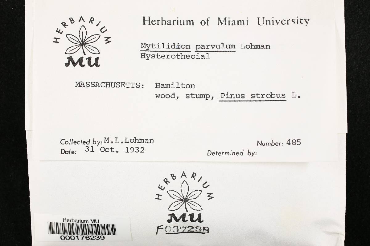 Mytilidion parvulum image