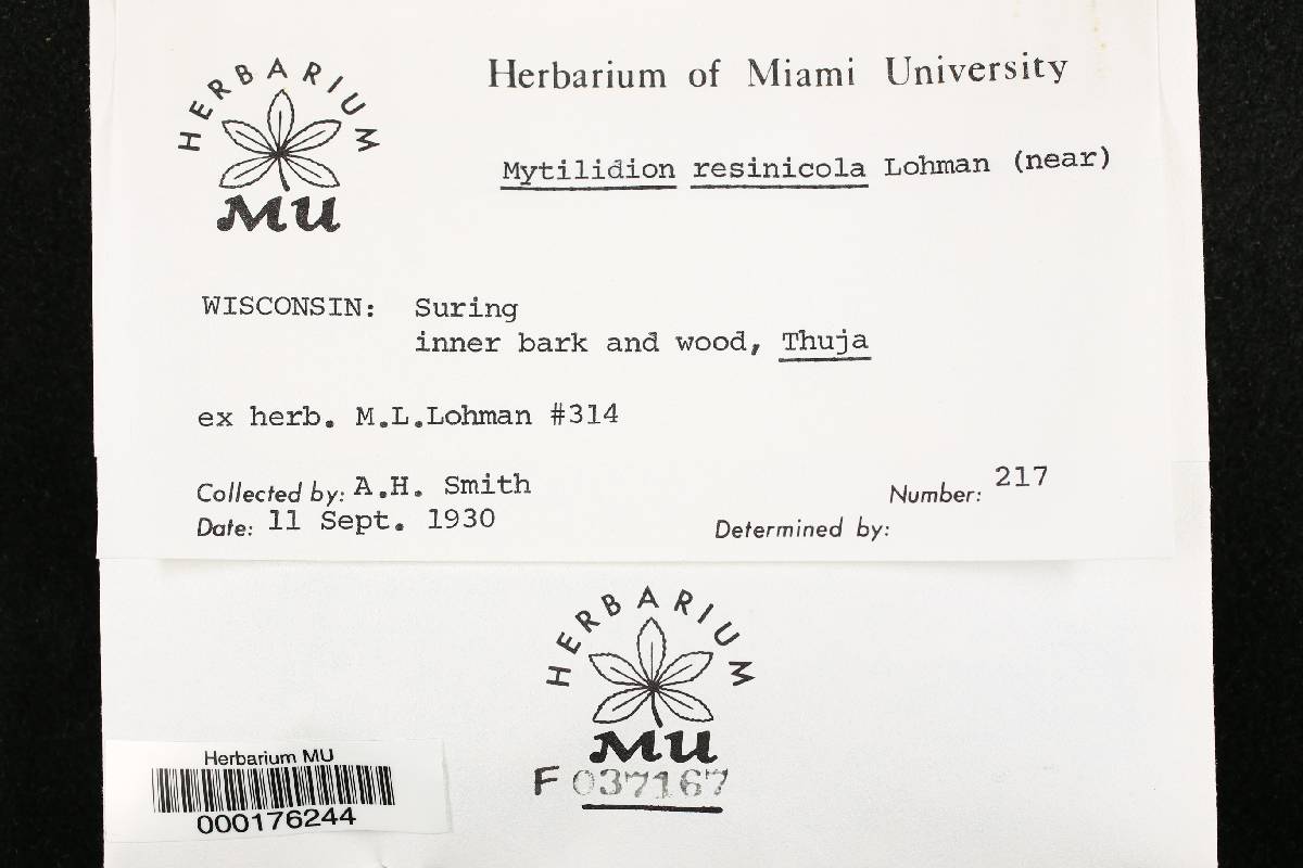 Mytilidion resinicola image