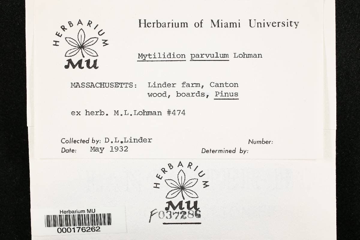 Mytilidion parvulum image