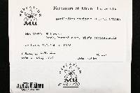 Mytilidion thujarum image