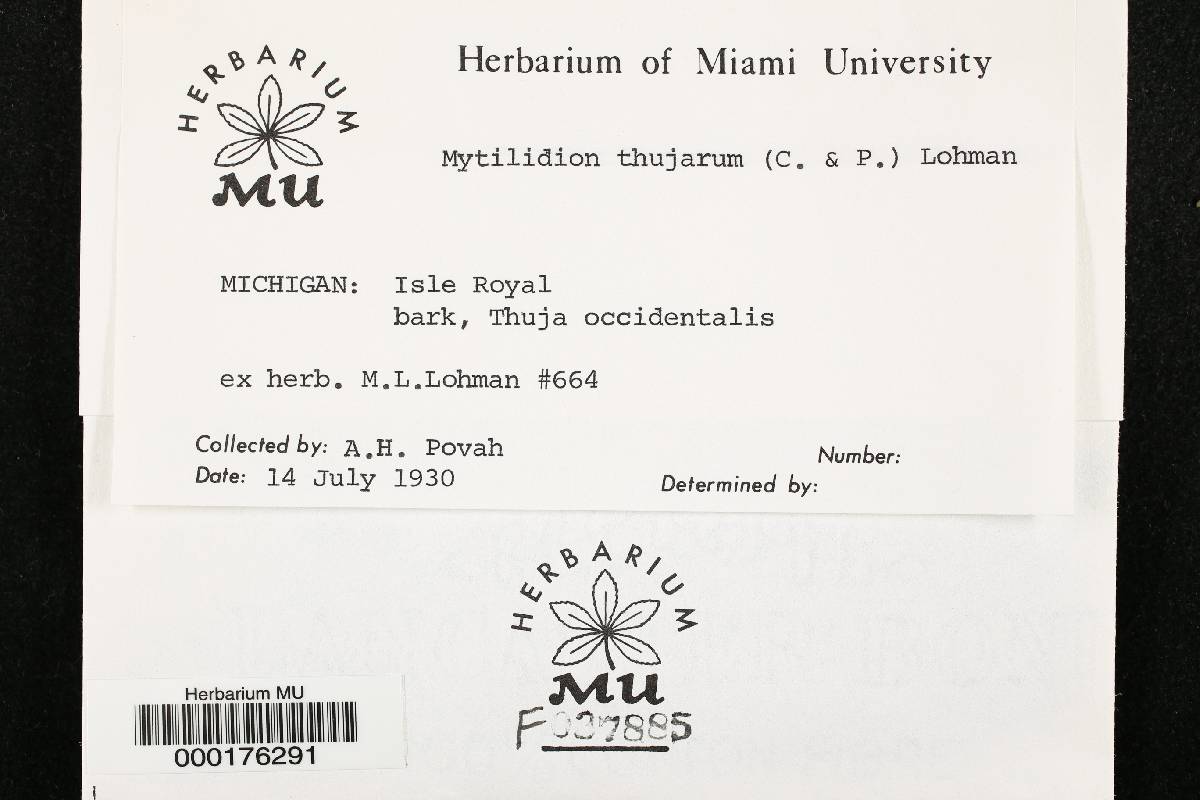 Mytilidion thujarum image
