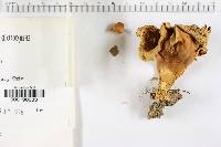 Cantharellus odoratus image