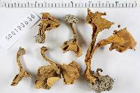 Cantharellus odoratus image