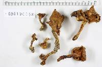 Cantharellus odoratus image