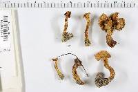 Cantharellus odoratus image