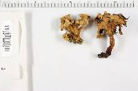 Cantharellus odoratus image