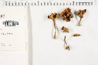 Craterellus lutescens image