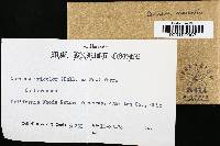 Cerrena unicolor image