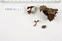 Coltricia perennis image