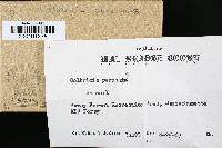 Coltricia perennis image