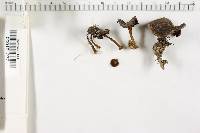 Coltricia perennis image