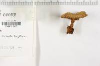 Coltricia perennis image