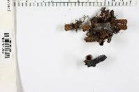 Cyathus stercoreus image