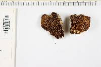 Daedaleopsis confragosa image