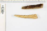 Daedaleopsis confragosa image