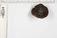 Daedaleopsis confragosa image