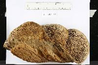Daedalea quercina image