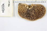 Daedalea quercina image