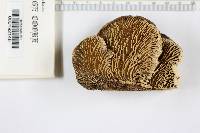 Daedalea quercina image