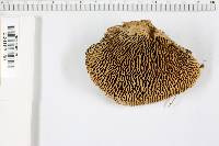 Daedalea quercina image