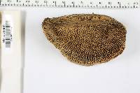 Daedalea quercina image