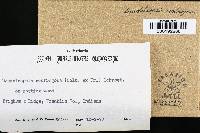 Daedaleopsis confragosa image