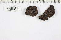 Daldinia concentrica image