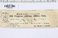 Trichaptum abietinum image