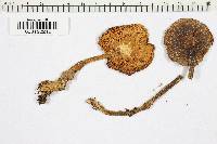 Collybia pinetorum image