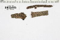 Dasyscyphus calyciformis image