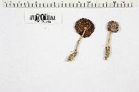 Marasmius oreades image