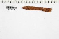 Polyporus tenerrimus image