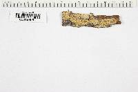 Hyphoderma setigerum image
