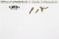 Clavariadelphus ligula image