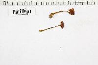 Marasmius velutipes image