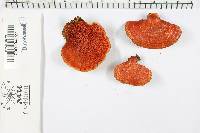 Pycnoporus sanguineus image