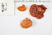 Pycnoporus sanguineus image
