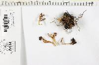 Ramariopsis kunzei image