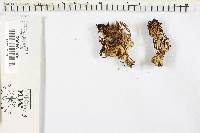 Ramariopsis kunzei image