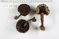 Strobilomyces confusus image